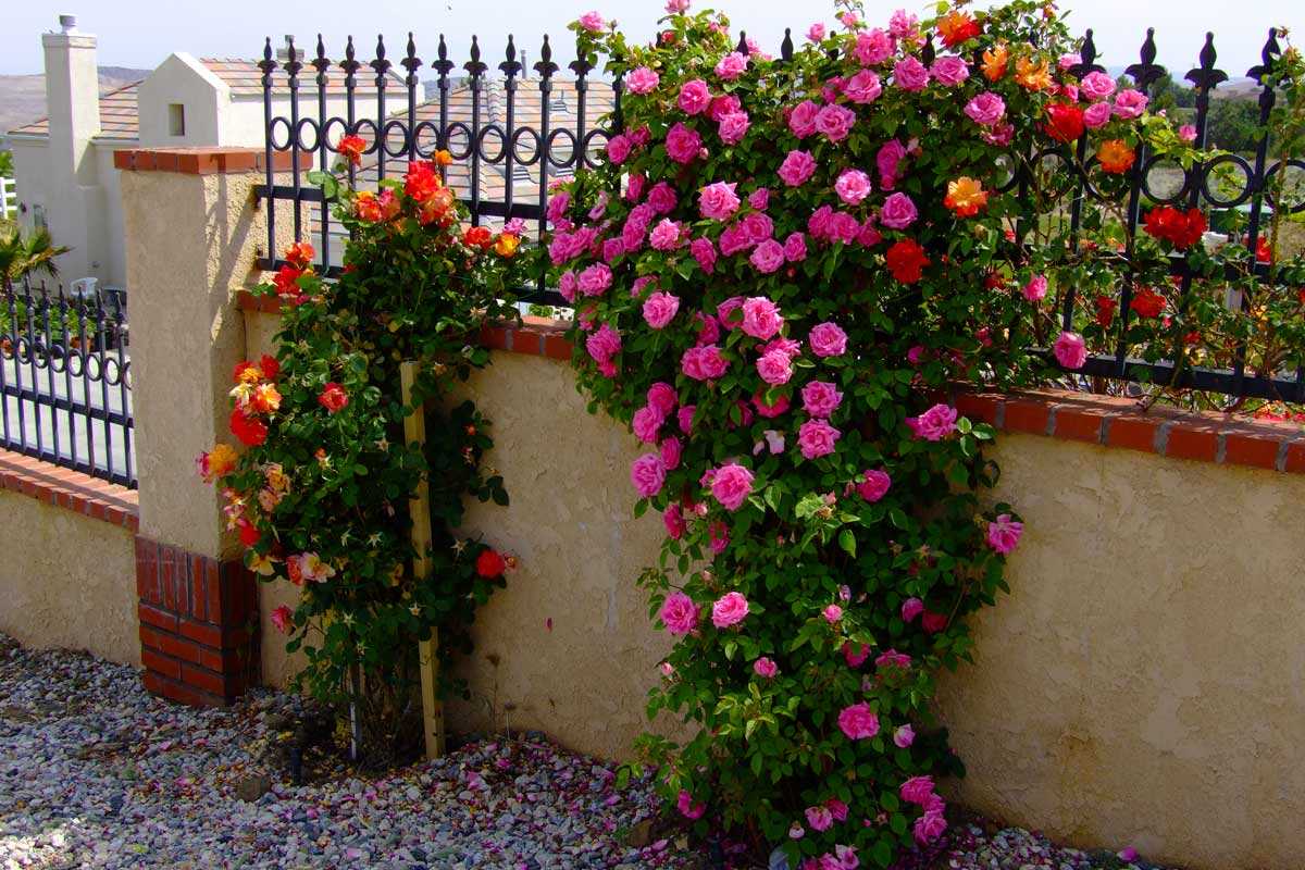 Декоративное использование плетистых роз в саду