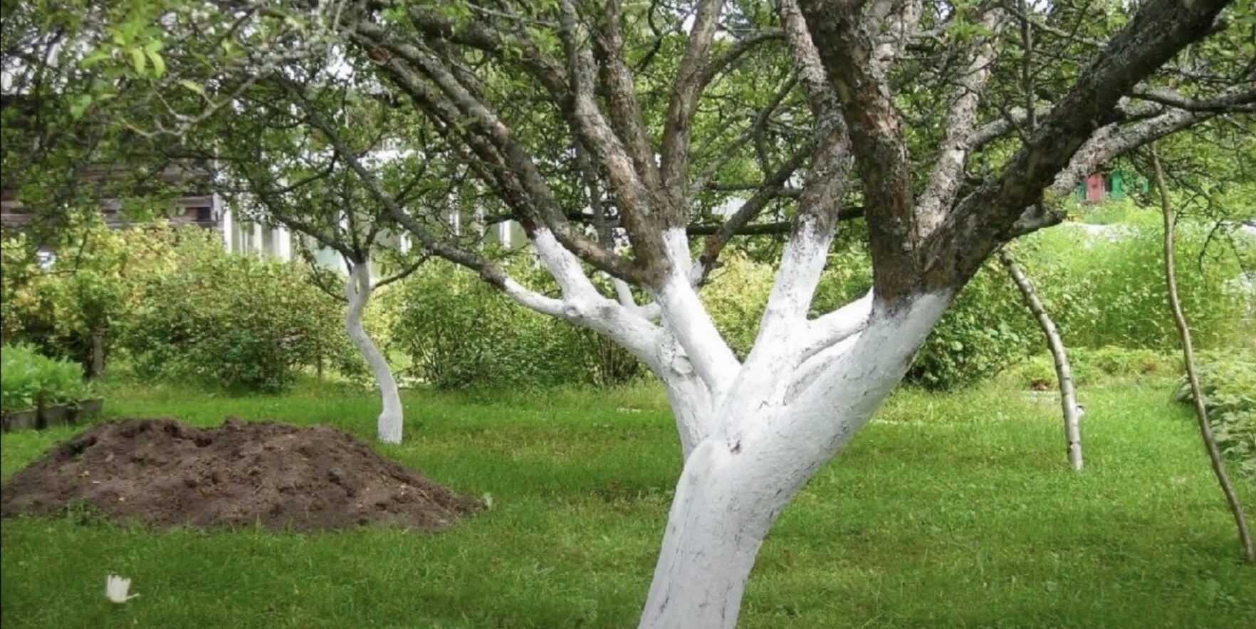 Какие деревья нужно белить