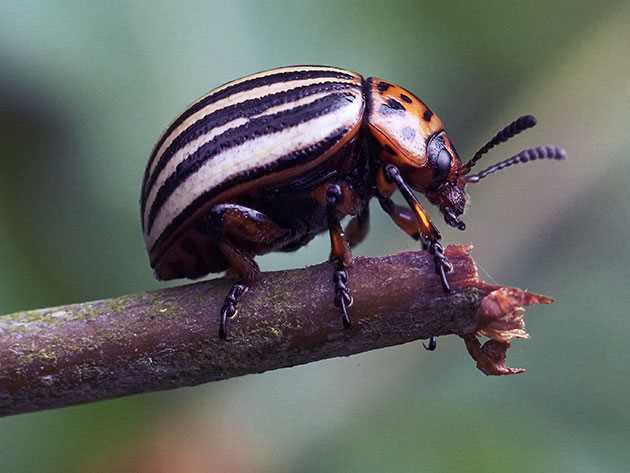 Интегрированный подход к устранению колорадского жука