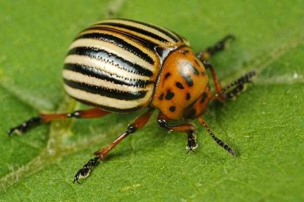 Почему инсектициды не всегда действуют на колорадского жука, как исправить ситуацию?