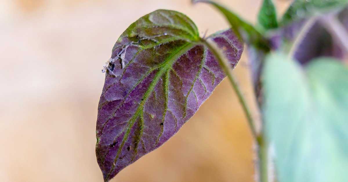 Почему листья томата стали фиолетовыми и как можно исправить положение?