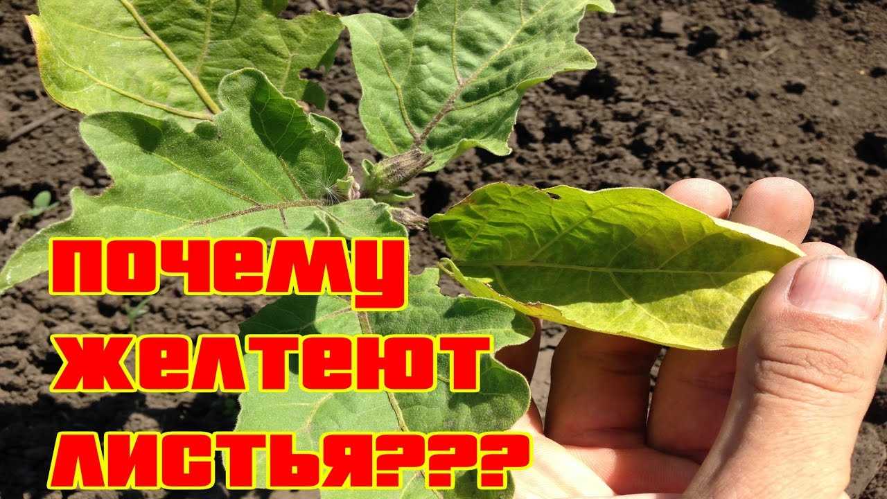 Почему на баклажанах желтеют листья, что делать?