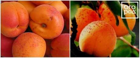 Почему не плодоносит абрикос и как это можно исправить