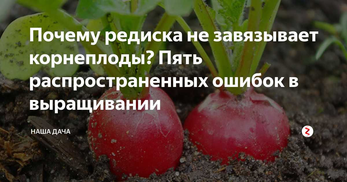 Неправильный подбор соседей для редиса