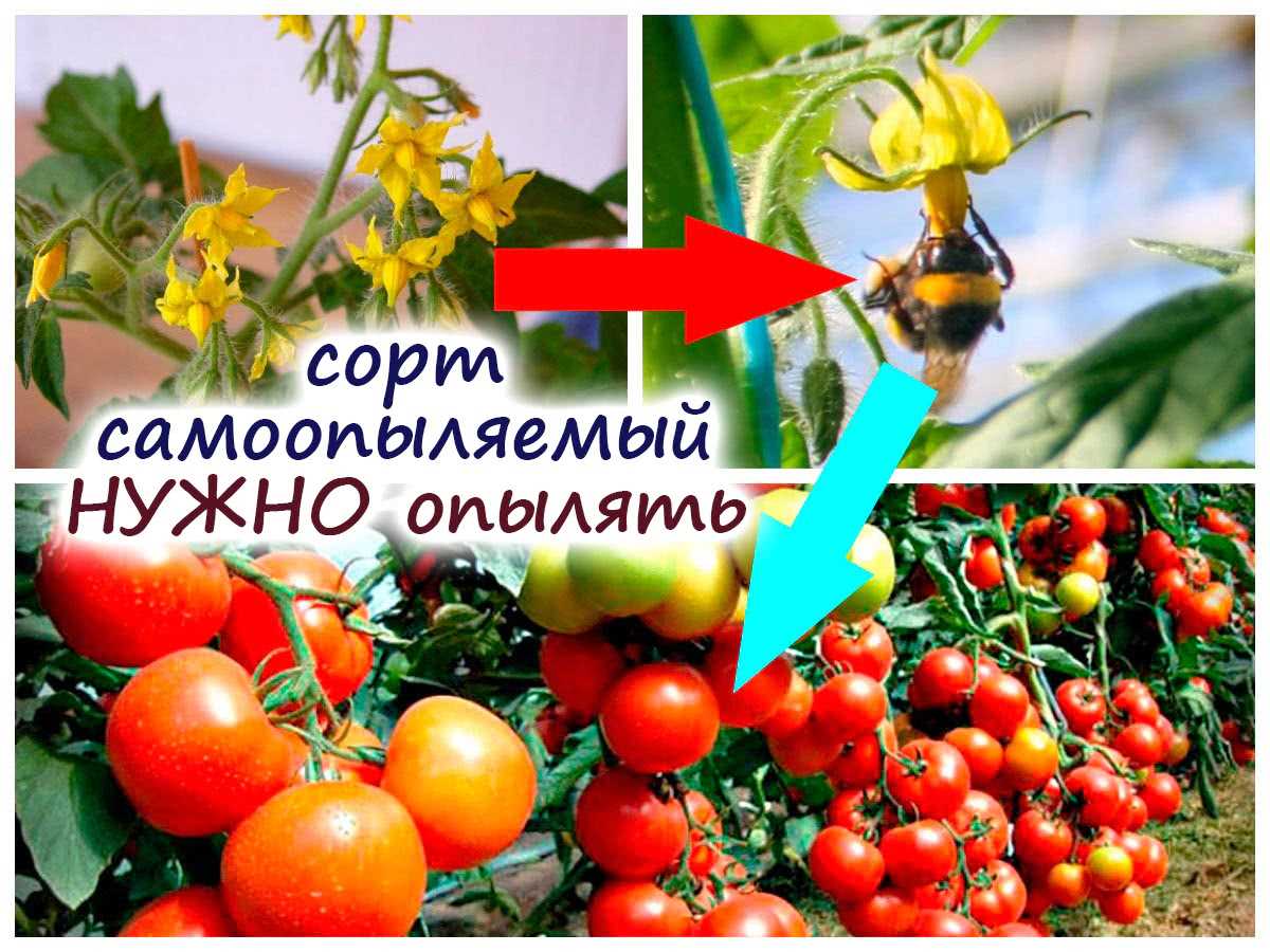 Особенности опыления самоопыляемых сортов томатов шмелями