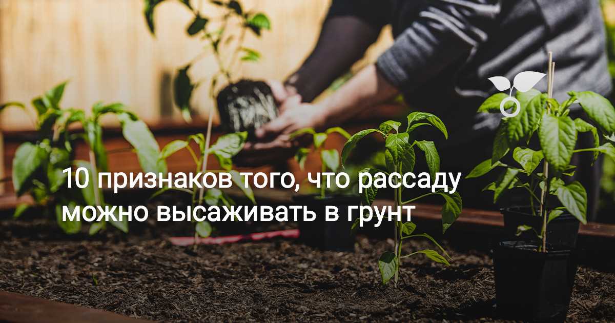 Как определить время для высадки в грунт?