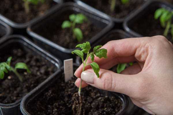 Как выбрать подходящие сорта растений, не требующие пикировки?