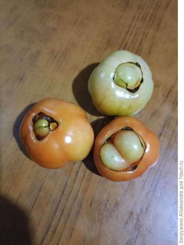 Почему томаты становятся кривыми?