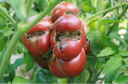 Почему томаты вырастают кривыми, что приводит к деформации плодов?