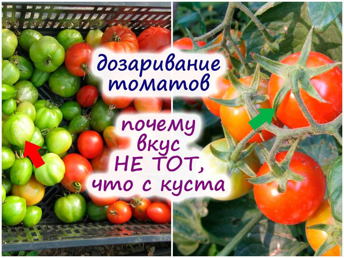 Почему верхушка стебля томатов желтеет