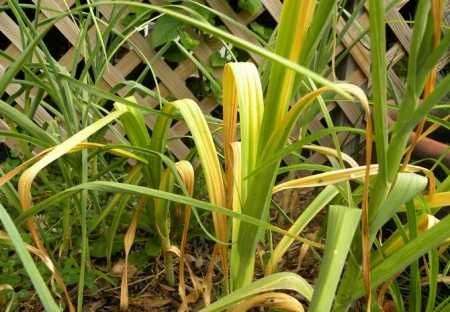 Почва с низким уровнем плодородия: влияние на желтеющий чеснок