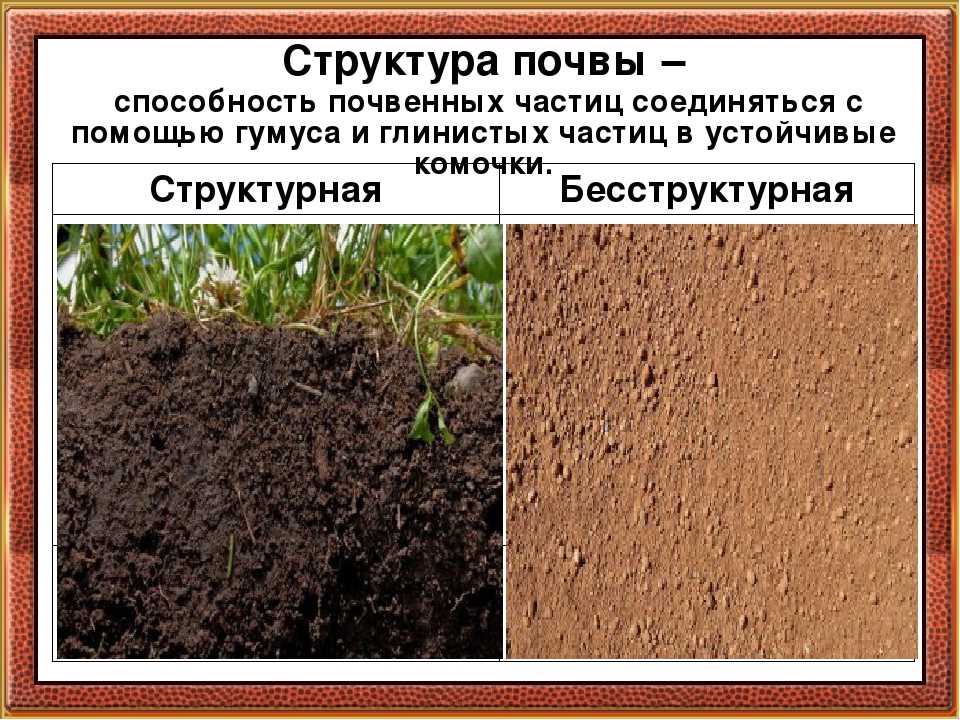 Использование сидератов для раскисления почвы