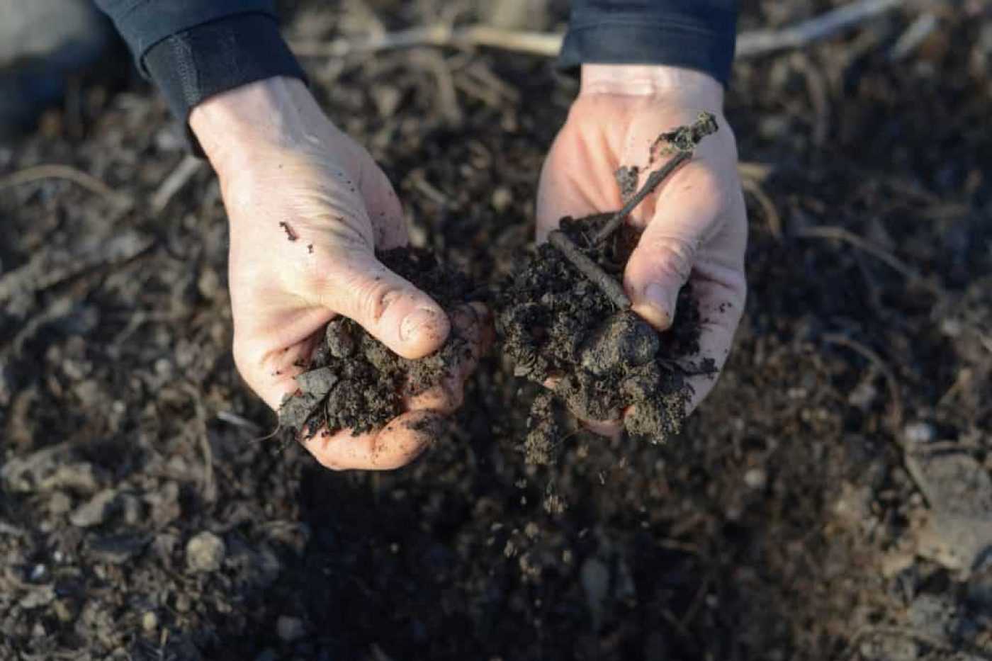 Преимущества использования компоста для раскисления почвы