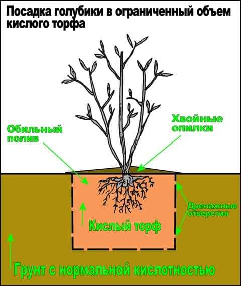 Подготовка голубики к зиме: два основных задания – обрезать и подкормить!