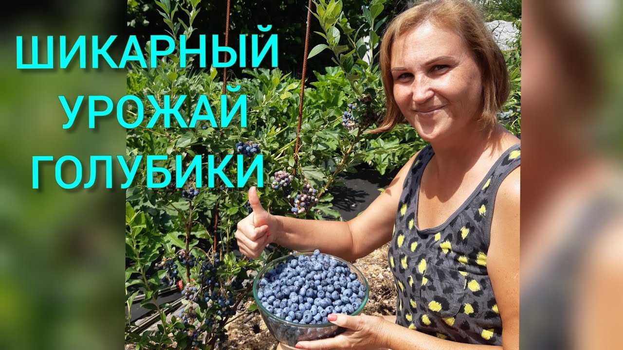 Необходимость подкормки голубики перед зимним периодом