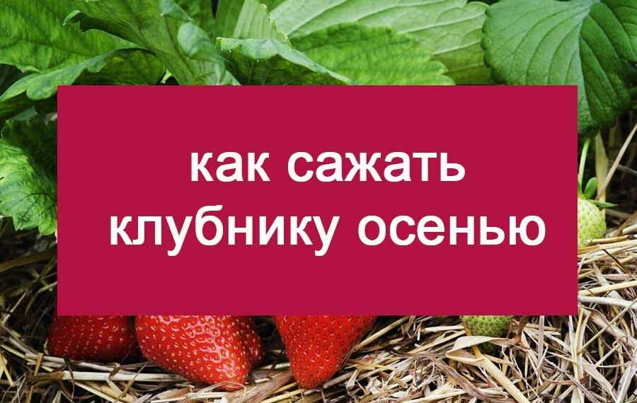 Уход за клубникой после сбора урожая