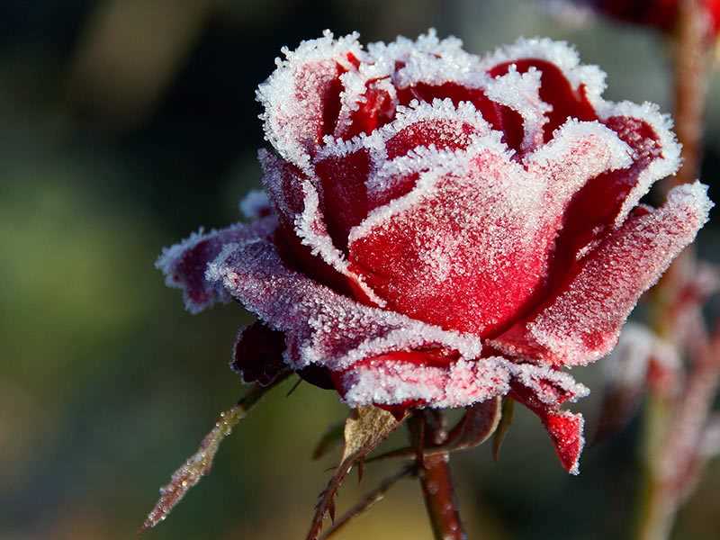 Подготовка розового куста к зиме
