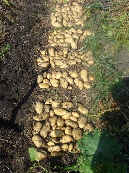 Выбор подходящего сорта картофеля