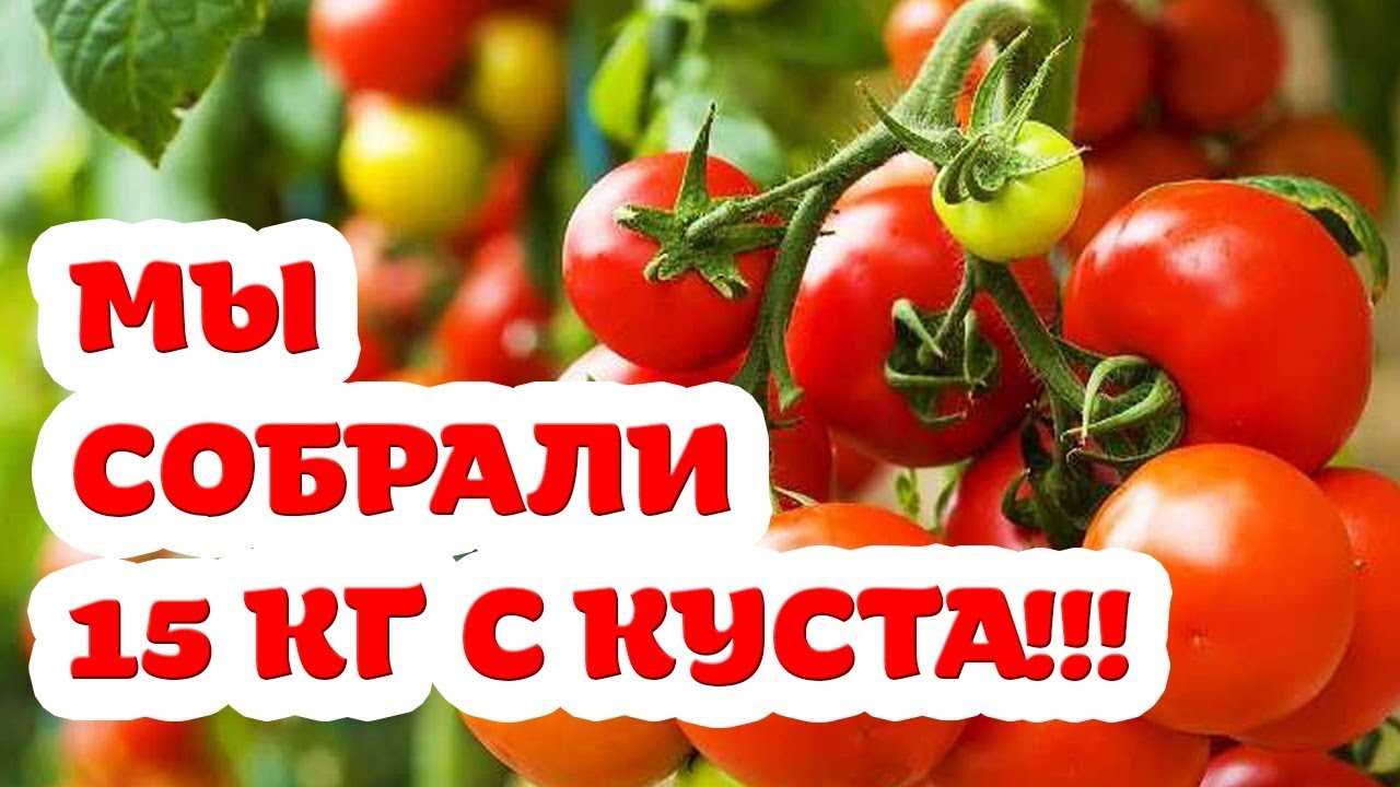 Генетическая предрасположенность томата к маленьким плодам