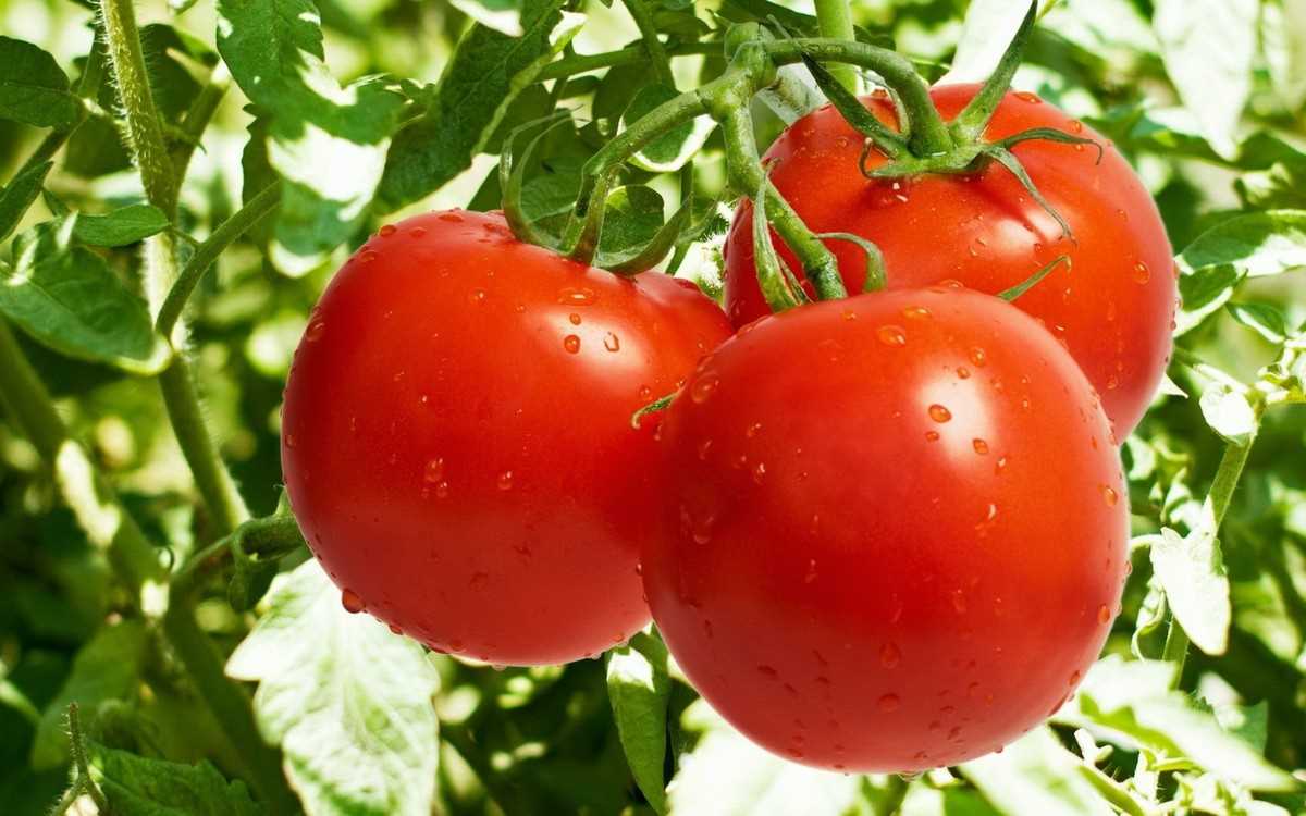 Подкормка, делающая плоды томата крупными – почему калий может не сработать?