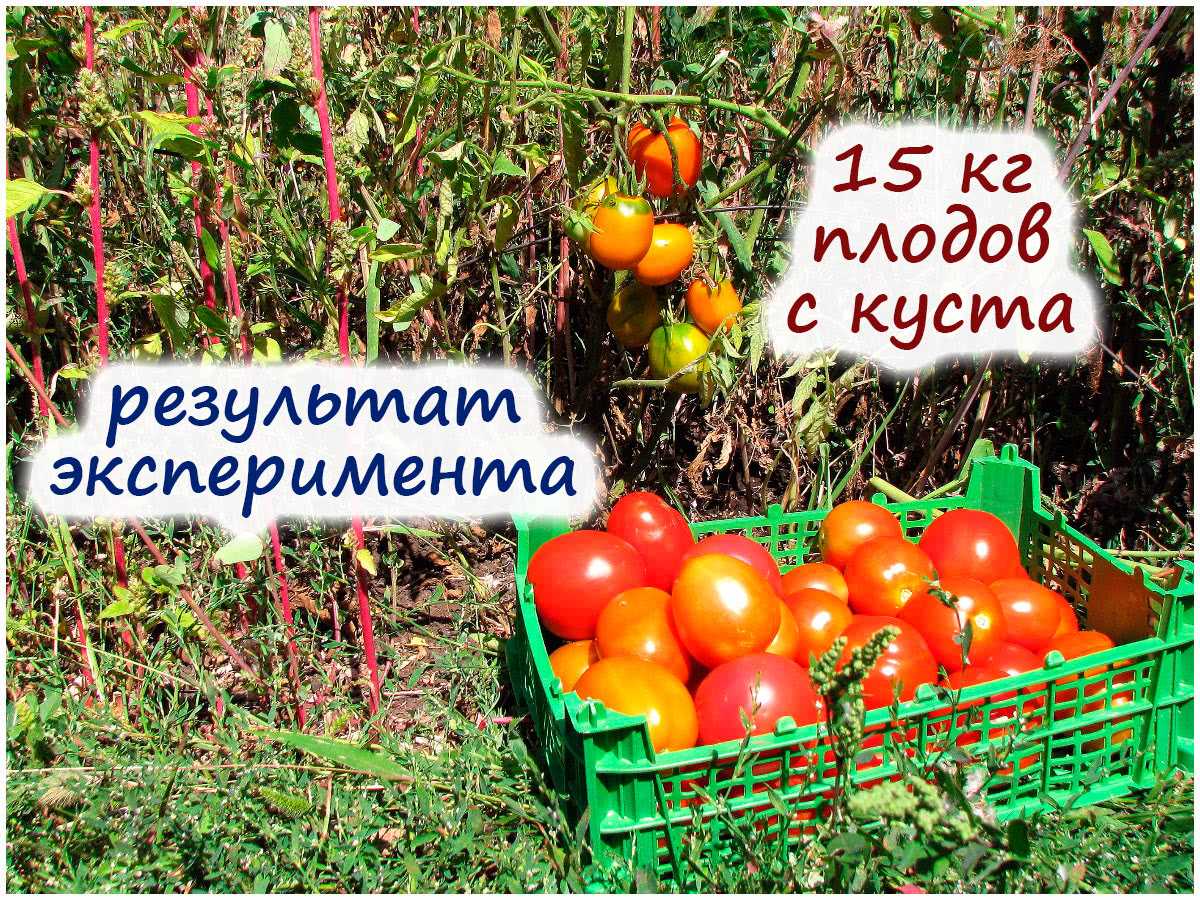 Причины, по которым подкормка не делает плоды томата крупными