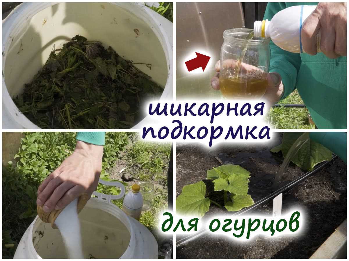 Подкормка огурцов для улучшения завязываемости – как обеспечить семью зеленцами с 4 кустов?