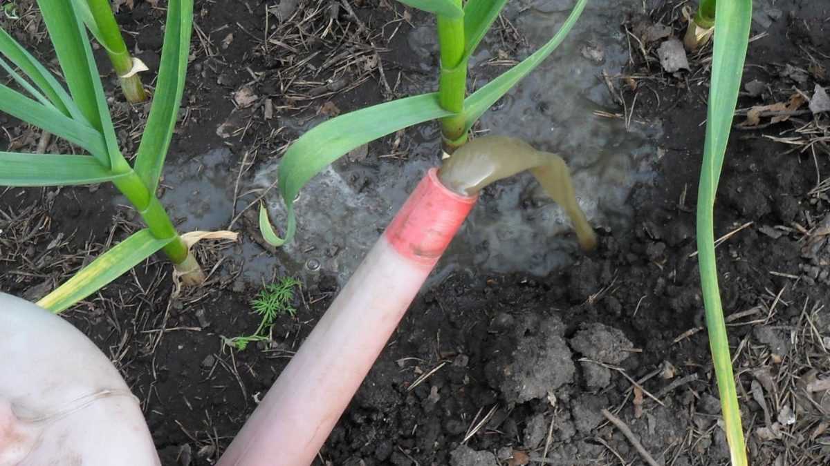 Как сохранить урожайность озимого чеснока после подкормки?