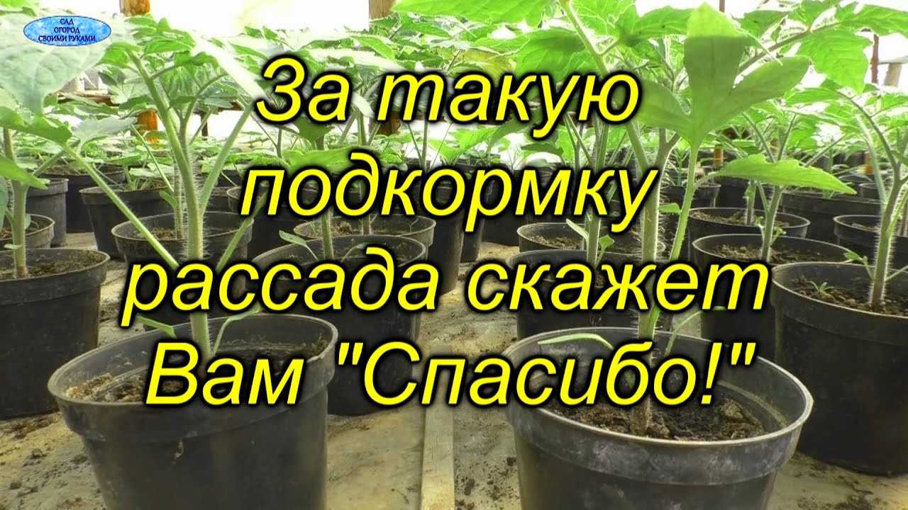 Томаты