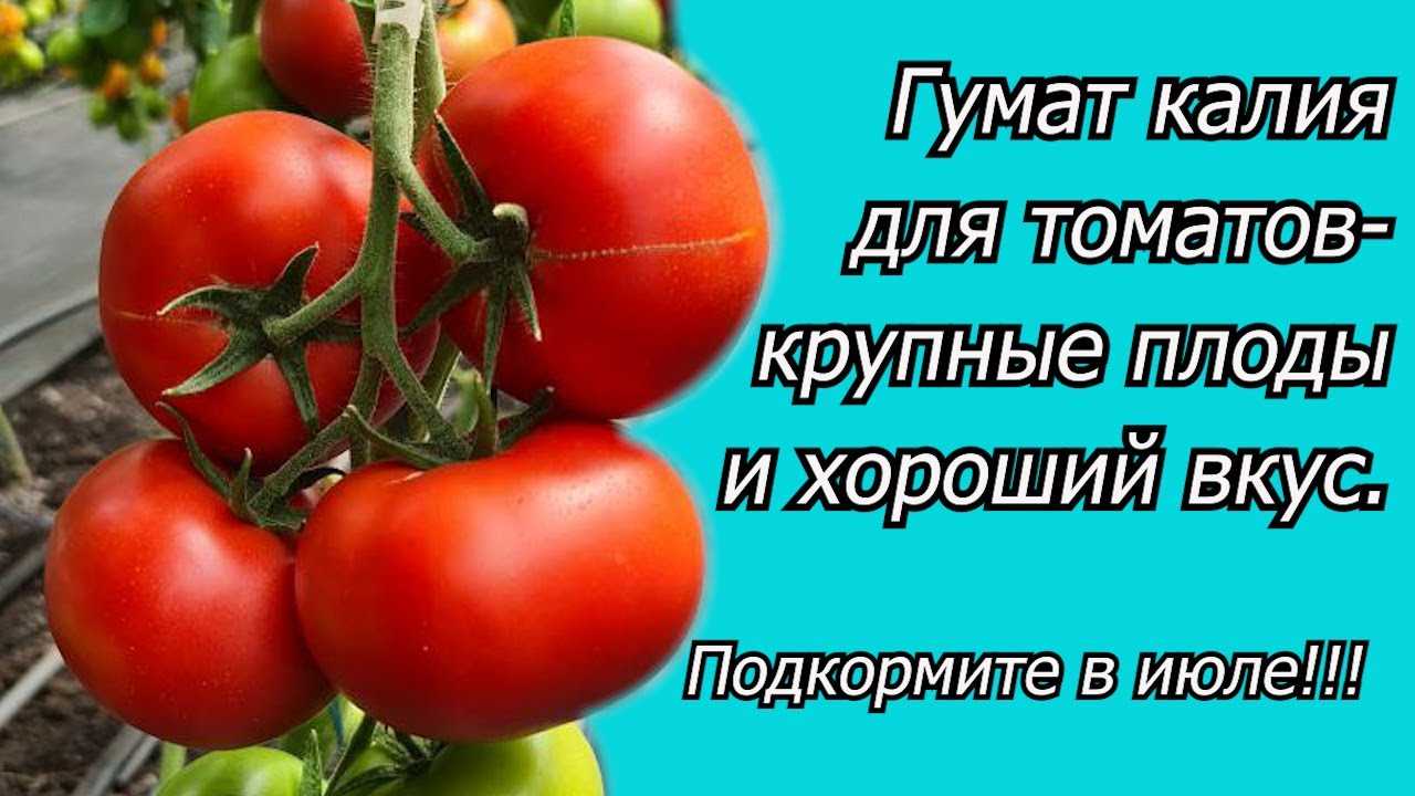 Способы подкормки томатов