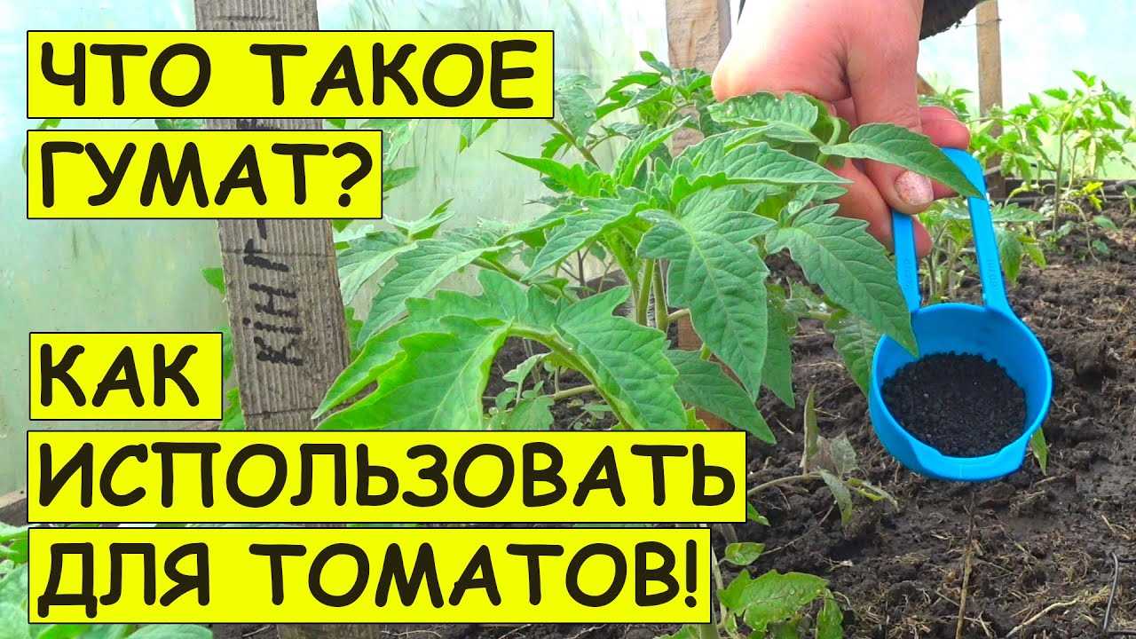 Уникальное удобрение для подкормки томатов гуматом калия