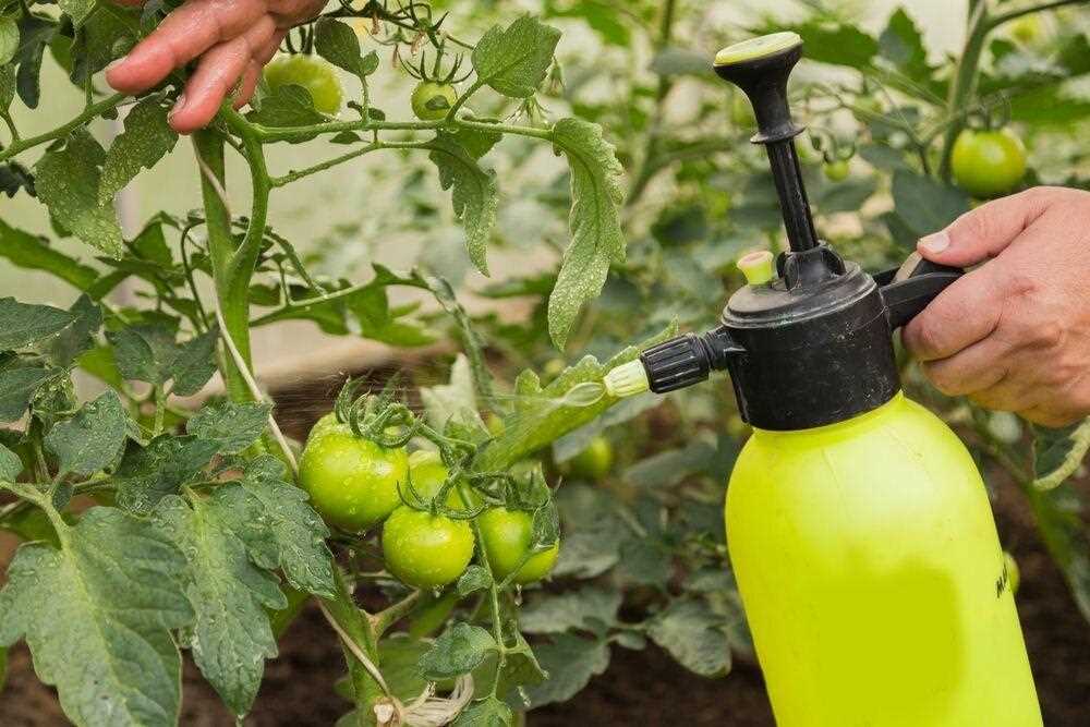 Подкормка томатов гуматом калия – в чём особая польза этого удобрения?
