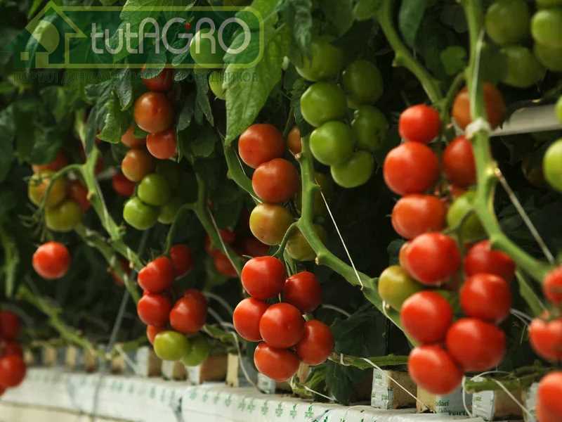 Окучивание и прореживание томатов для достижения лучшего урожая