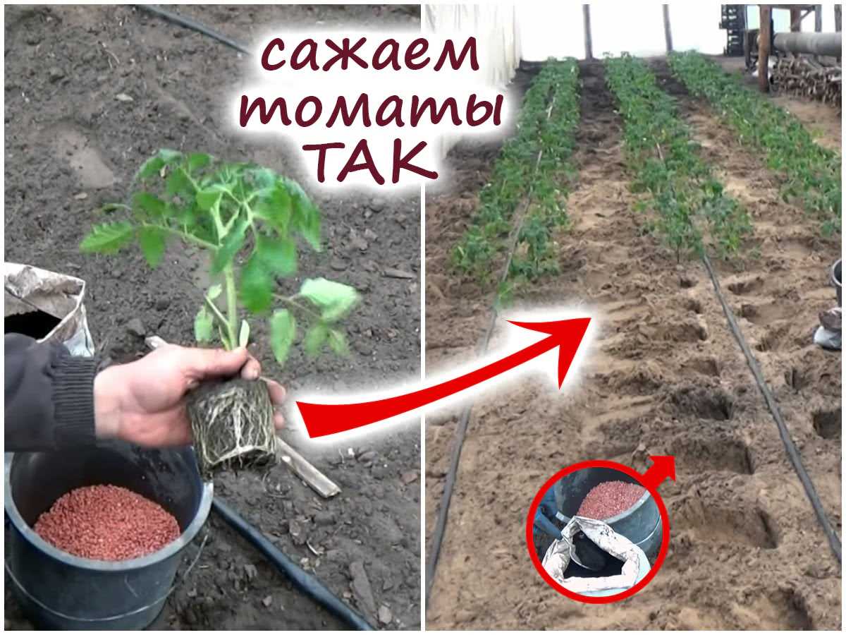 Посев томатов и создание оптимальных условий для прорастания