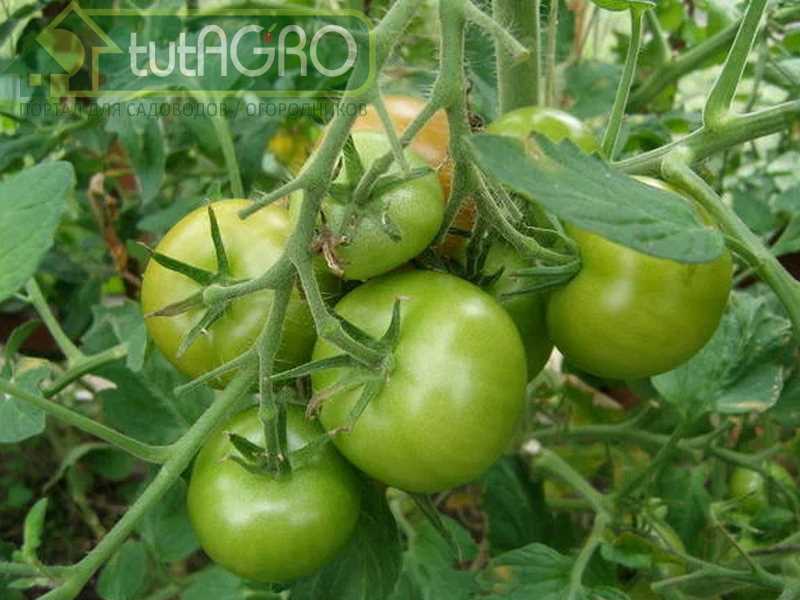 Выбор и подготовка семян для посадки томатов