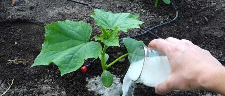 Подкормка в холод и в жару: 2 ингредиента для удобрения растений