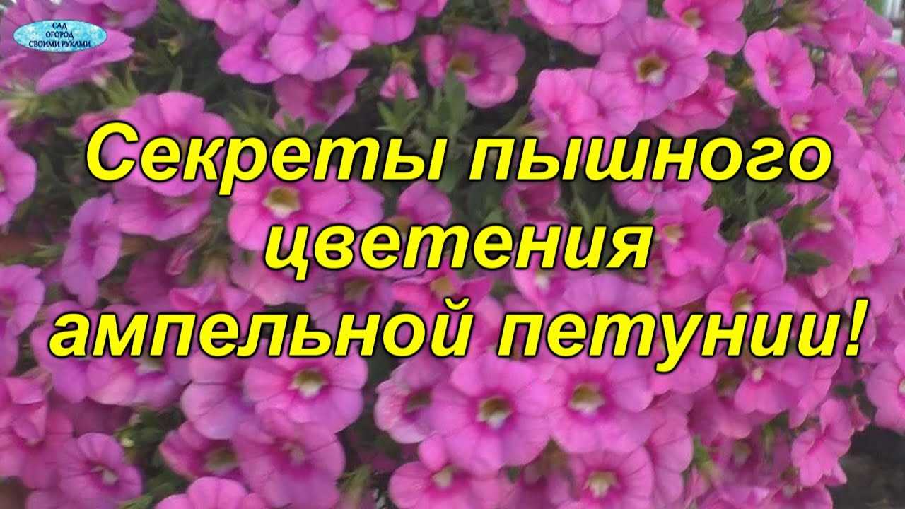 Вдохновляющие идеи для использования ампельной петунии в ландшафтном дизайне