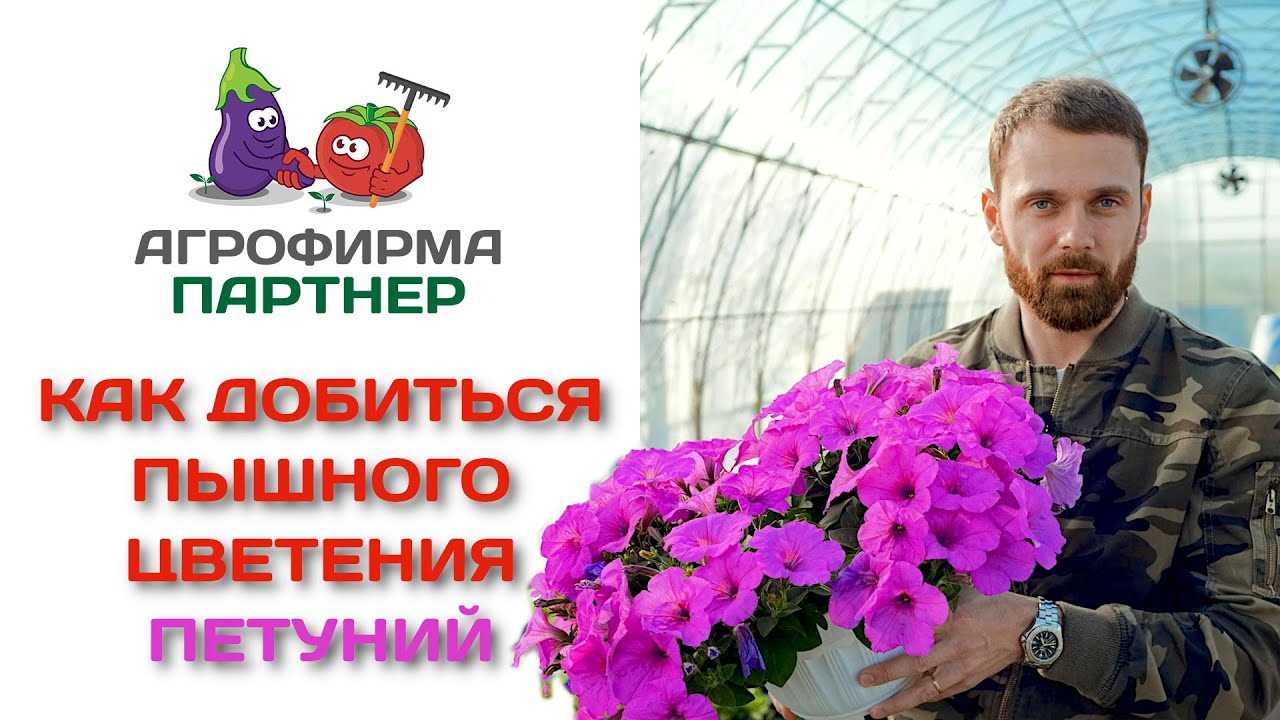 3. Обрежьте побеги на треть