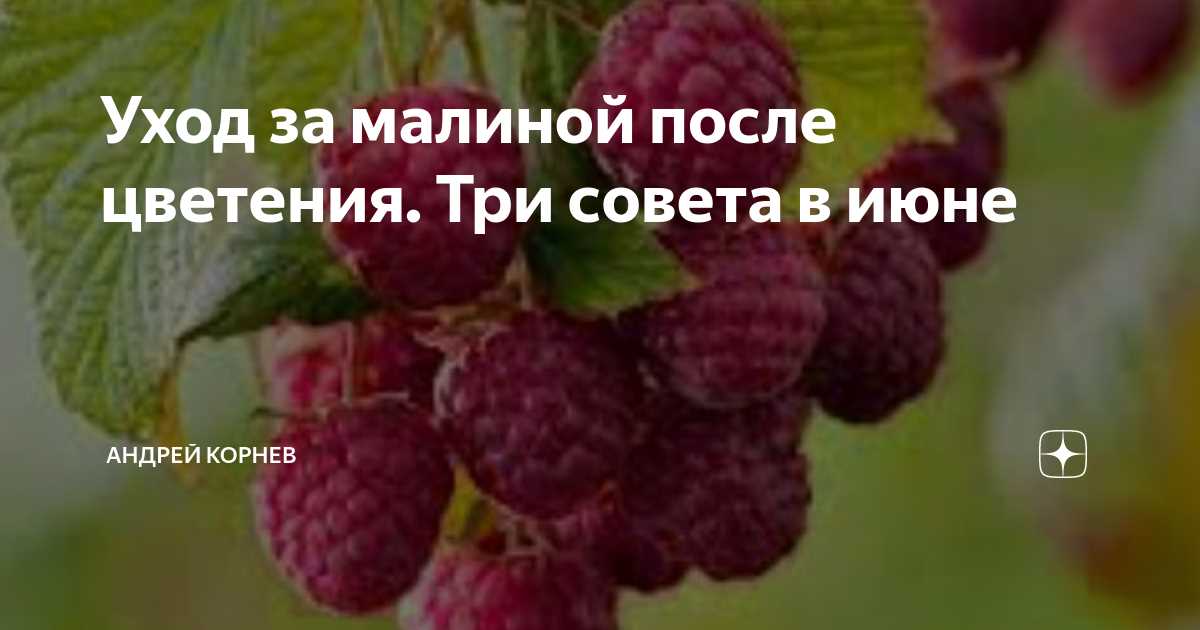 3. Подкормка для повышения урожайности