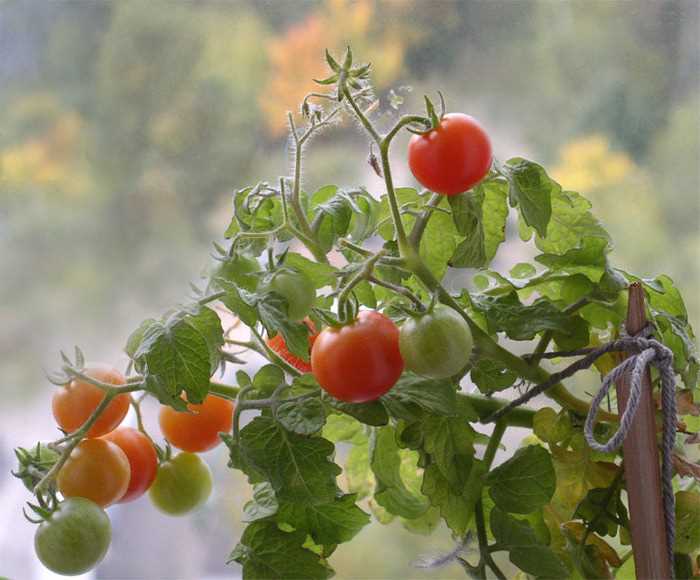 Как использовать урожай помидоров черри?
