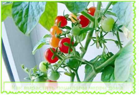 Выращивание помидоров черри на даче: