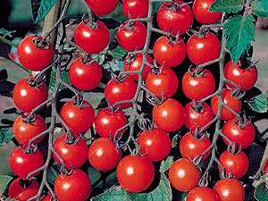 Обрезка и формирование кустов помидоров черри