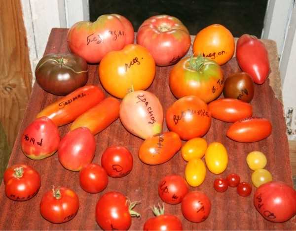 Плюсы и минусы выращивания томатов в теплице