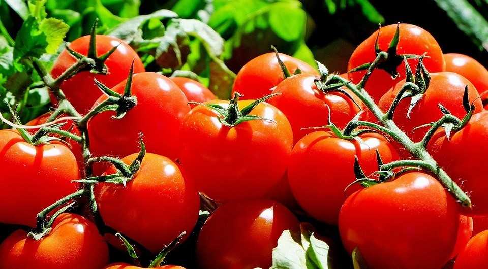 1. Выбор сортов томатов
