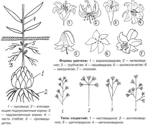 Правильная посадка луковиц