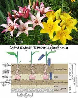 3. Регулярный уход