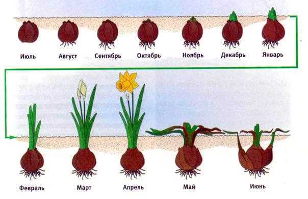 Пересадка нарциссов из грунта