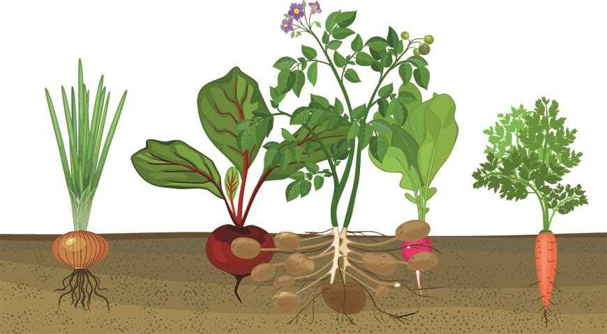 Полив овощей в период посадки и роста