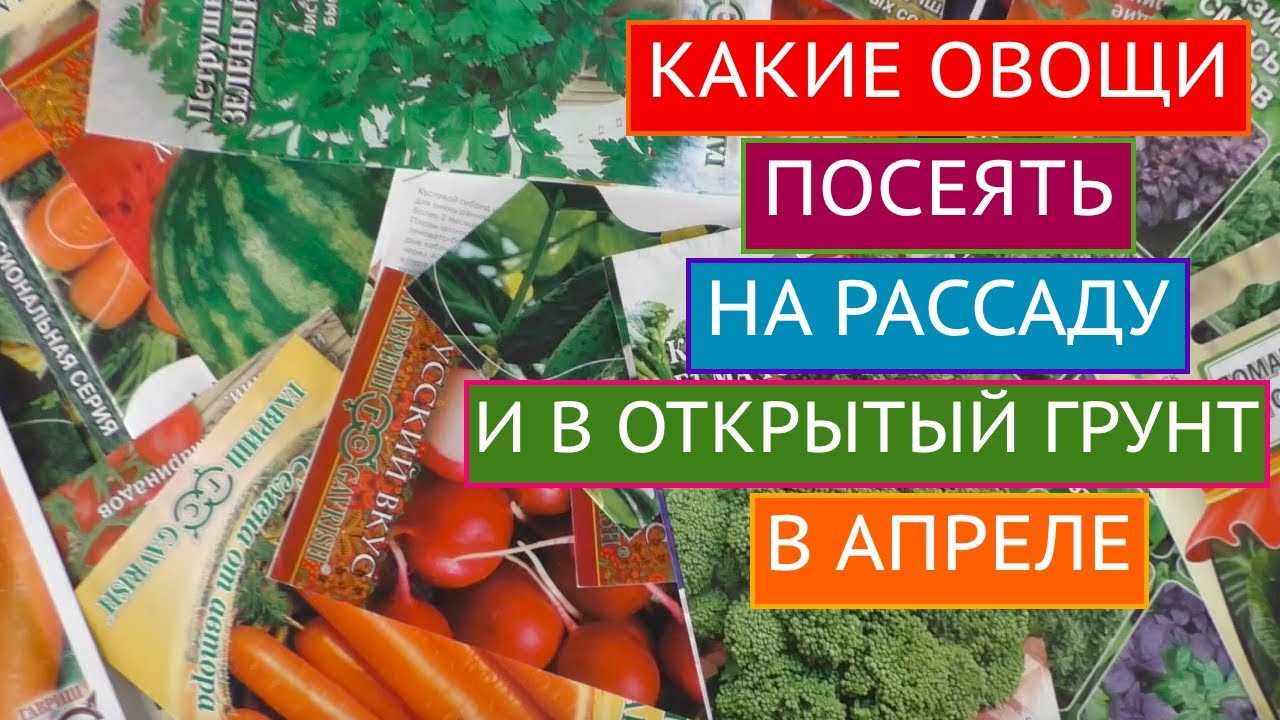 Уход за рассадой до посадки в открытый грунт