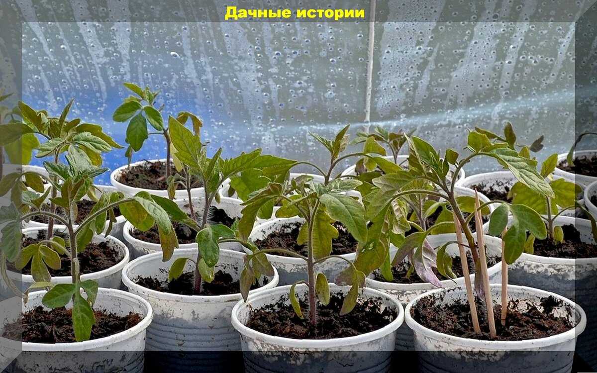 Полив рассады