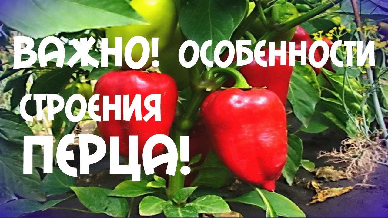 Посадка перца в открытый грунт – как добиться 100% приживаемости рассады?